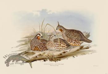 10 White-eared partridge